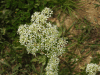 Tall Whitetop (Lepidium draba)
