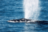 Southern Humpback Whale (Megaptera novaeangliae australis)
