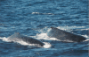 Southern Humpback Whale (Megaptera novaeangliae australis)