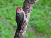 Golden-fronted Woodpecker ssp. dubius (Melanerpes aurifrons dubius)