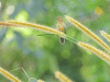 Sporophila corvina