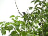 Northern Green Jay (Cyanocorax yncas luxuosus)
