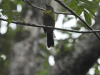 Black-throated Shrike-tanager (Lanio aurantius)