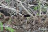 Limpkin (Aramus guarauna)