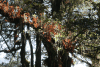 Colorful Leaves Lichen