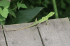 Green Crested Lizard (Bronchocela cristatella)