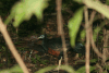 Northern Bornean Crested Fireback (Lophura ignita nobilis)