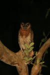 Brown Wood Owl (Strix leptogrammica)