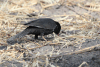 Red-billed Buffalo Weaver (Bubalornis niger)