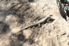Lava Lizard (Tropidurus sp.)