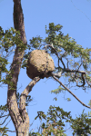 Termite Nest Tree