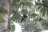 Black-casqued Hornbill (Ceratogymna atrata)