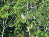 Egretta thula