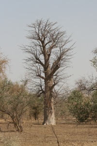 Sénégal nature page
