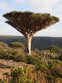 Yemen nature page