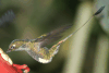 Booted Racket-tail (Ocreatus underwoodii)