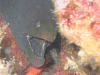 Panamic Green Moray Eel (Gymnothorax castaneus)