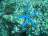 Blue Sea Star (Phataria unifascialis)