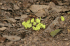 Eurema senegalensis