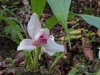 White Nun Orchid (Lycaste skinneri)