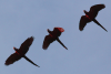 Macaws Flight