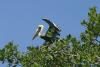 Brown Pelican (Pelecanus occidentalis)