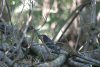 Green Heron (Butorides virescens)