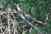 Egretta caerulea