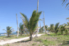 Palms Around Miami Died