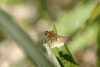 Red-mantled Dragonlet (Erythrodiplax fervida)