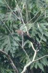 Squirrel Cuckoo (Piaya cayana)