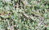 Well Camouflaged Grasshopper