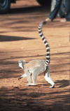 Ring-tailed Lemur Walking