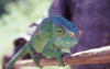 Closeup Chameleons Head