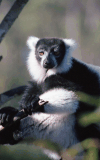 Black-and-white Ruffed Lemur ssp. variegata (Varecia variegata variegata)