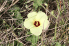 Hibiscus (Hibiscus sp.)