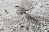 Vanellus coronatus coronatus