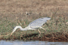 Western Grey Heron (Ardea cinerea cinerea)