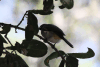 Northern Dark-capped Bulbul (Pycnonotus barbatus tricolor)