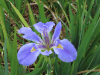 Virginia Iris (Iris virginica)