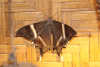 Swallowtail Moth (Lyssa macleayi)