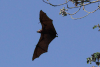 Great Flying Fox (Pteropus neohibernicus)