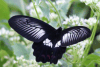 Red-bodied Swallowtail (Pachliopta polydorus)