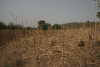 Millet Field
