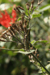 Variegated Grasshopper (Zonocerus variegatus)