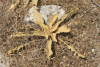 Dry-adapted Plant