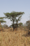 Flat Top Acacia (Vachellia abyssinica)