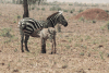 Equus quagga borensis