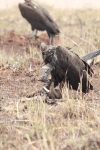 Lappet-faced Vulture (Torgos tracheliotos)