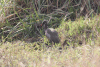 Northern Hadada Ibis (Bostrychia hagedash brevirostris)